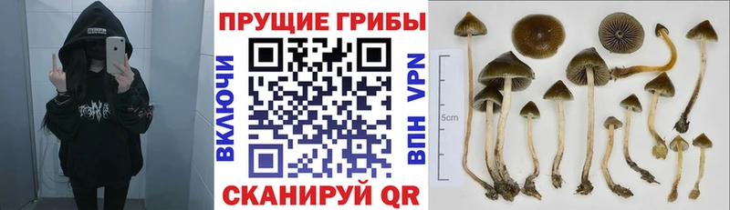 хочу   Шебекино  Псилоцибиновые грибы Cubensis 